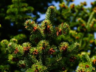 pine, pine needles, branches wallpaper