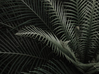 plant, branches, leaves Wallpaper