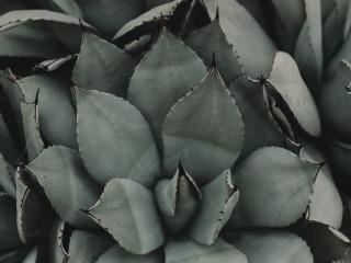 plant, flower, leaf Wallpaper