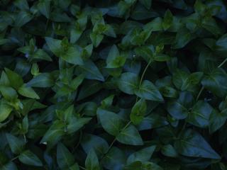 plant, foliage, green Wallpaper