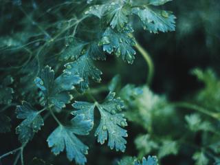 plant, leaves, drops wallpaper