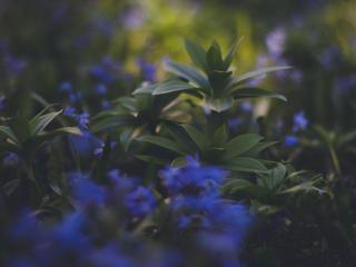 plants, foliage, blurred Wallpaper