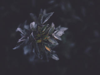 plants, foliage, dark Wallpaper