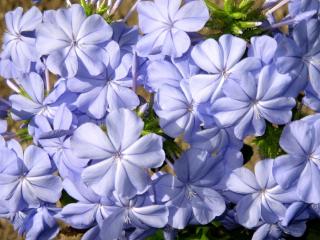 plyumbago, flower, blue wallpaper
