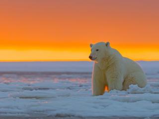 polar bear, alaska, snow wallpaper