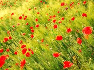poppies, field, grass wallpaper
