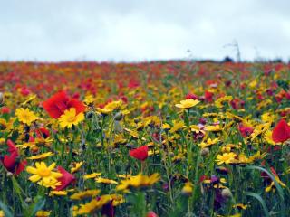 poppies, flowers, field wallpaper