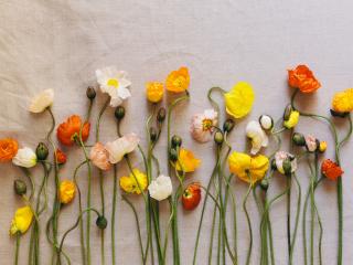 poppies, flowers, herbarium wallpaper