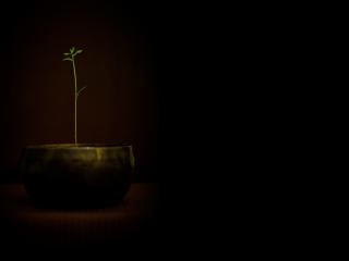 pot, plants, sprout wallpaper