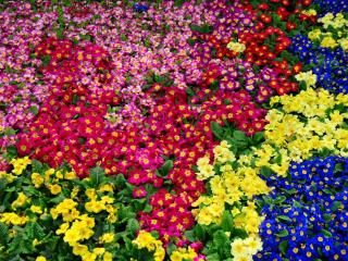 primrose, flowers, bright Wallpaper