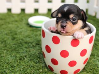 puppy, dog, cup wallpaper