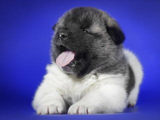 puppy, yawning, tongue wallpaper