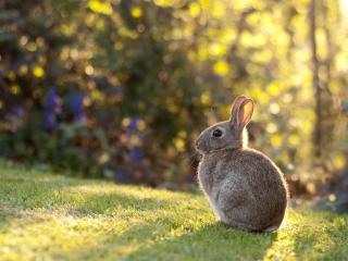rabbit, grass, sunlight wallpaper