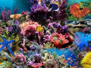 reef, coral, fish wallpaper