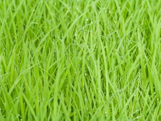 rice fields, green, grass wallpaper
