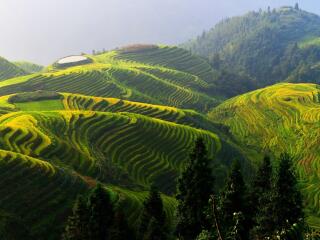 Rice Terrace in China Wallpaper
