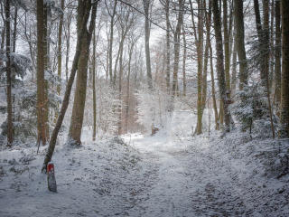 road, forest, winter wallpaper