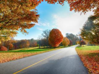 road, markings, autumn wallpaper