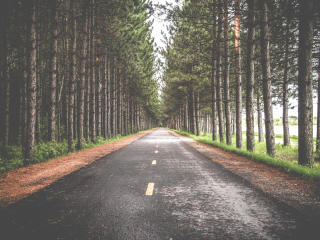 road, trees, marking Wallpaper