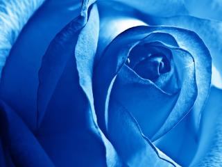 rose, blue, light wallpaper