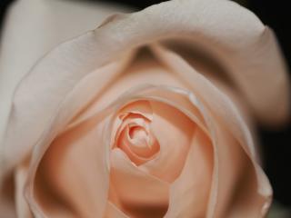 rose, bud, petals wallpaper