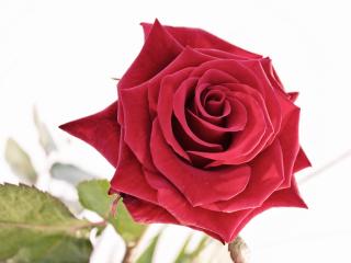 rose, bud, red wallpaper