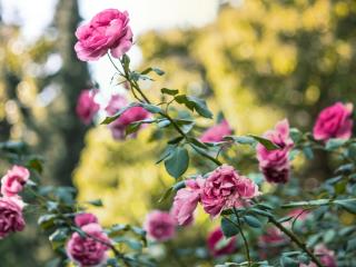 rose, bush, flower buds Wallpaper