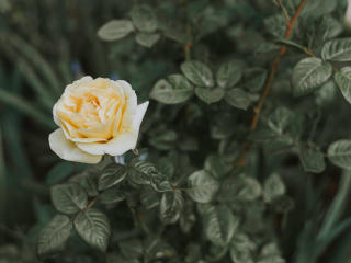 rose, bush, flower wallpaper