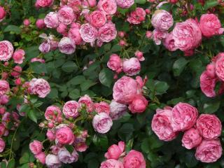 rose, bush, flowers wallpaper