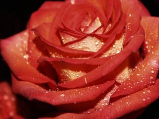 rose, drops, petals wallpaper