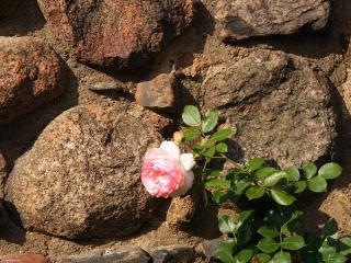 rose, flower, stones wallpaper