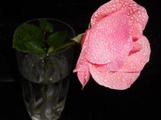 rose, flower, vase wallpaper