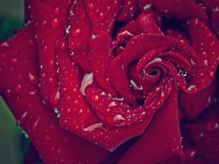 rose, petals, drops wallpaper