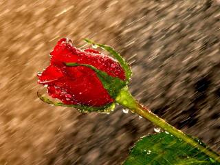 rose, rain, drops wallpaper