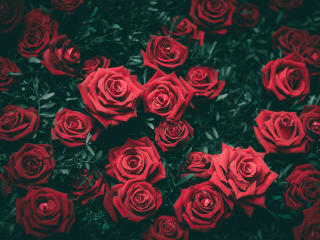 roses, bushes, red wallpaper