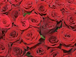 roses, red, bouquet wallpaper