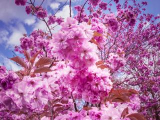 sakura, cherry, flowers wallpaper