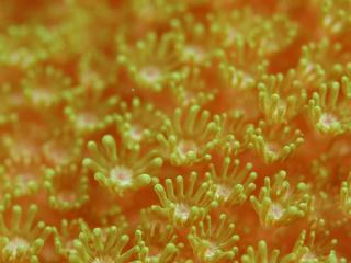 sea anemones, algae, underwater world wallpaper