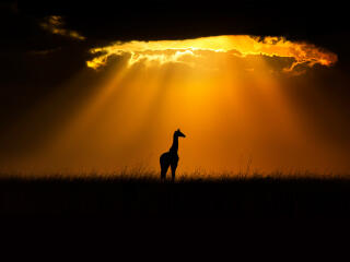 Shadow of Young Giraffe HD Sunset wallpaper