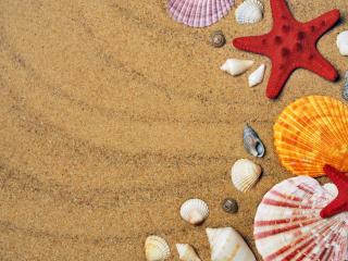 Shell And Starfish In Sand Wallpaper