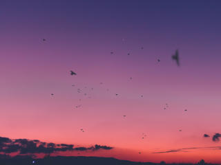 sky, sunset, birds Wallpaper