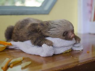 sloth, lying, animal wallpaper