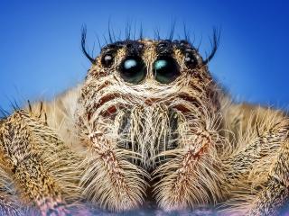 spider, insect, eyes wallpaper