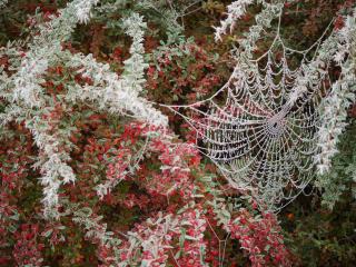 spider web, tree, branch Wallpaper