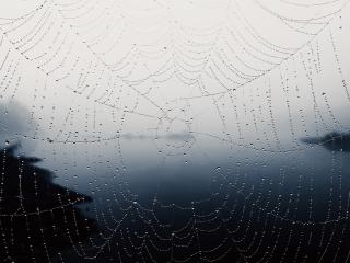 Spider Web wallpaper