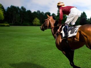 sports, equestrian, horse wallpaper