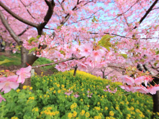 spring, bloom, tree wallpaper