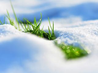 spring, snow, grass wallpaper