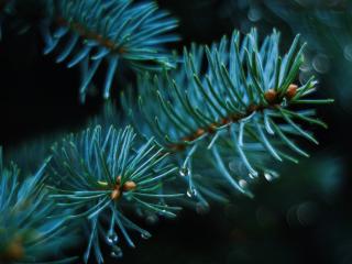 spruce, branch, thorns Wallpaper