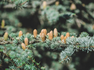 spruce, bumps, spines Wallpaper